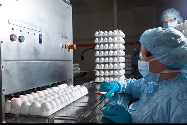 Employees with eggs a manufacturing line
