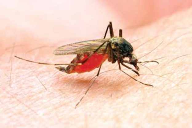 Mosquito biting a human