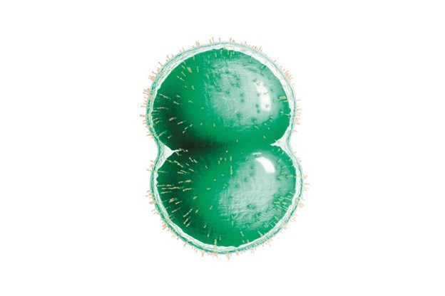 Meningococcal serogroup B bacteria, commonly known as meningitis B, new