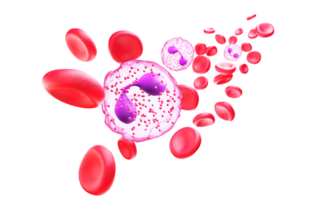 Immagine grafica degli eosinofili